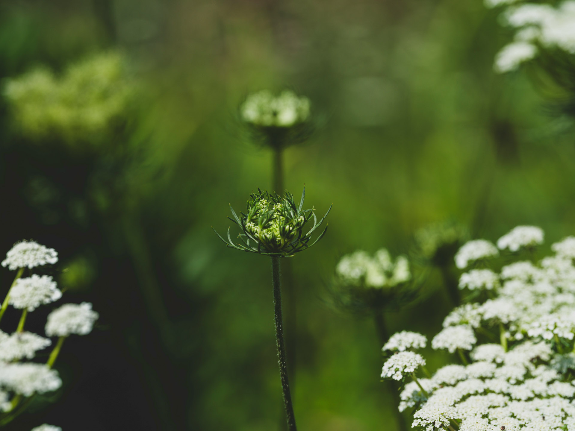 Empowering-Optimism-Therapy-11_Michigan