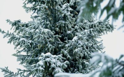 False Spring & Emotional Whiplash: Why Hope Can Feel Scary After Anxiety or Trauma